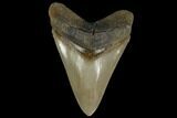 Glossy, Serrated, Fossil Megalodon Tooth #115800-1